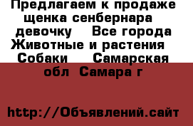Предлагаем к продаже щенка сенбернара - девочку. - Все города Животные и растения » Собаки   . Самарская обл.,Самара г.